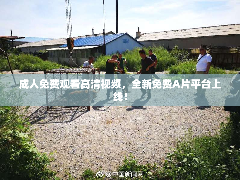 成人免费观看高清视频，全新免费A片平台上线！