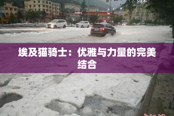 埃及猫骑士：优雅与力量的完美结合