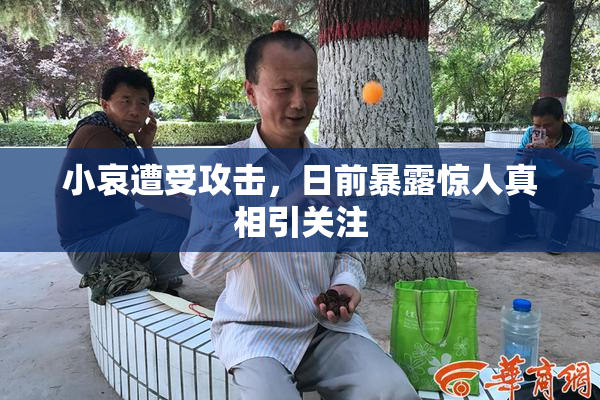 小哀遭受攻击，日前暴露惊人真相引关注