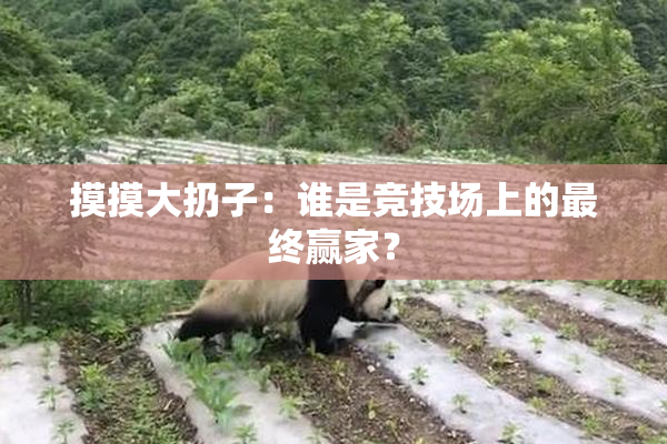 摸摸大扔子：谁是竞技场上的最终赢家？