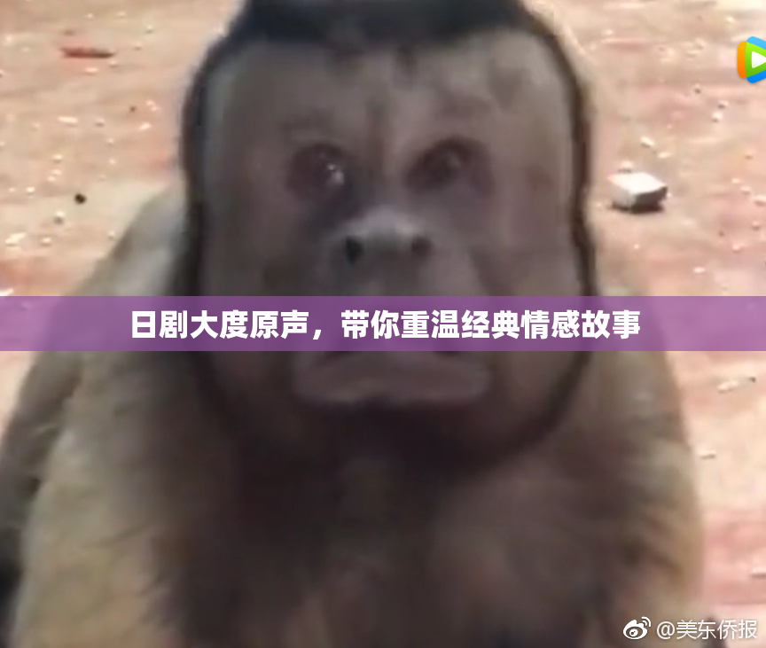 日剧大度原声，带你重温经典情感故事