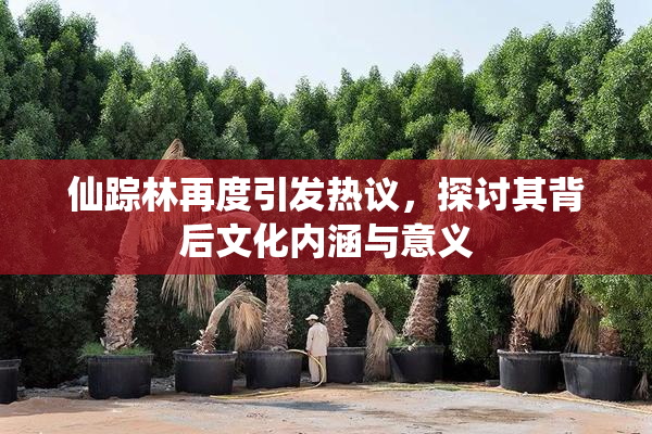 仙踪林再度引发热议，探讨其背后文化内涵与意义