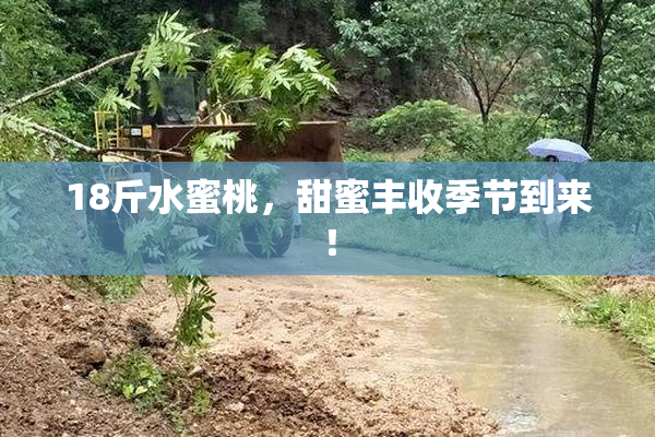 18斤水蜜桃，甜蜜丰收季节到来！
