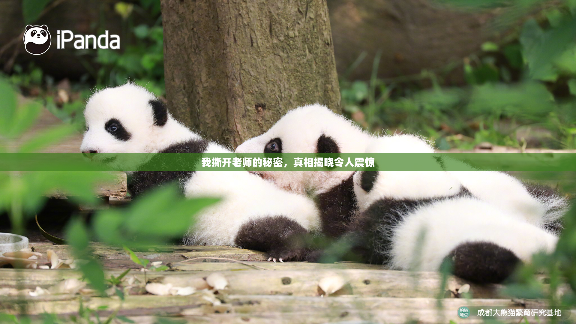 我撕开老师的秘密，真相揭晓令人震惊