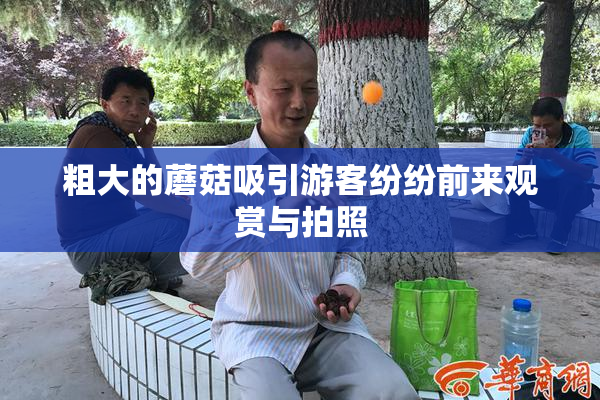 粗大的蘑菇吸引游客纷纷前来观赏与拍照
