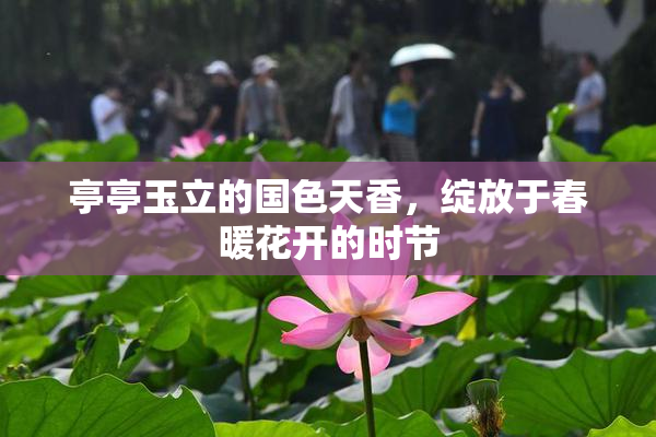 亭亭玉立的国色天香，绽放于春暖花开的时节