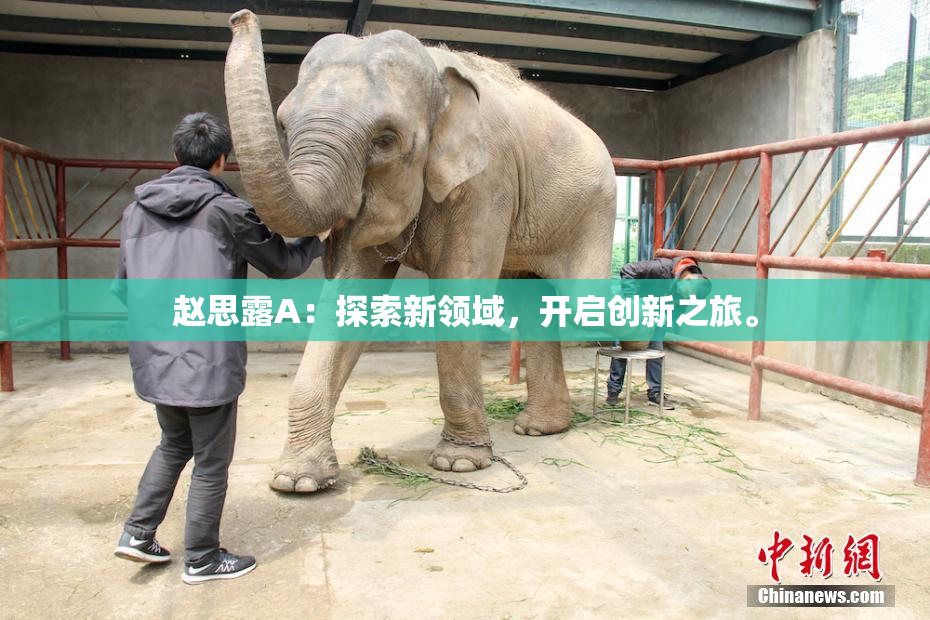 赵思露A：探索新领域，开启创新之旅。