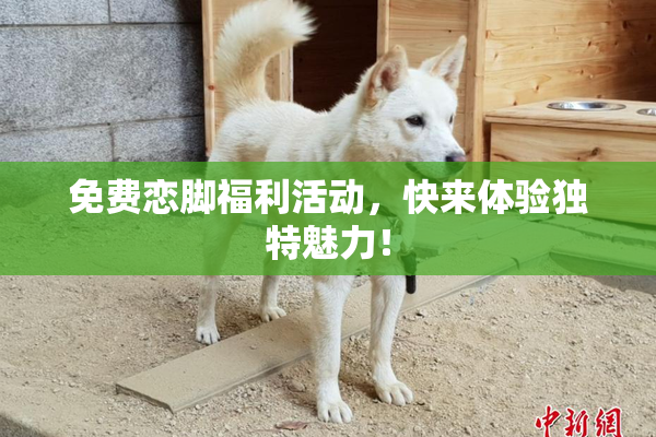 免费恋脚福利活动，快来体验独特魅力！