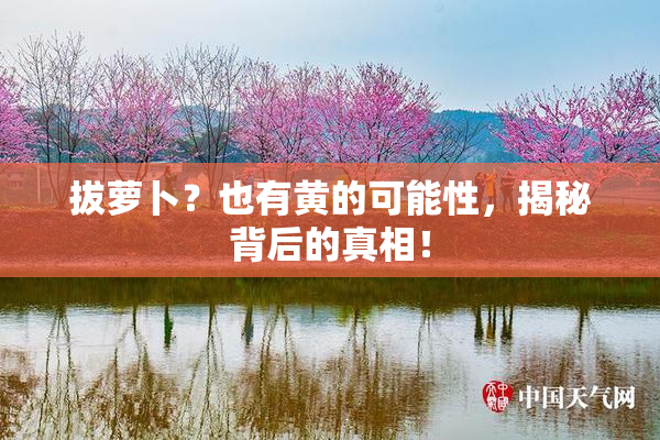 拔萝卜？也有黄的可能性，揭秘背后的真相！