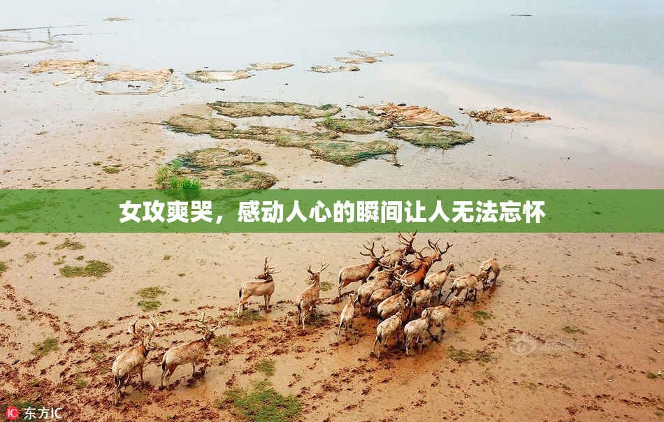 女攻爽哭，感动人心的瞬间让人无法忘怀