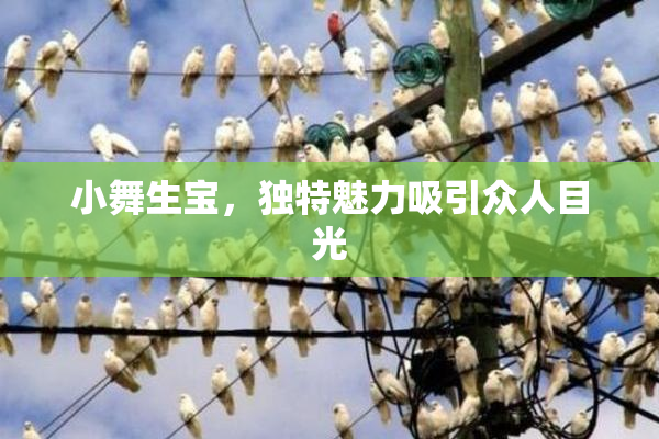 小舞生宝，独特魅力吸引众人目光