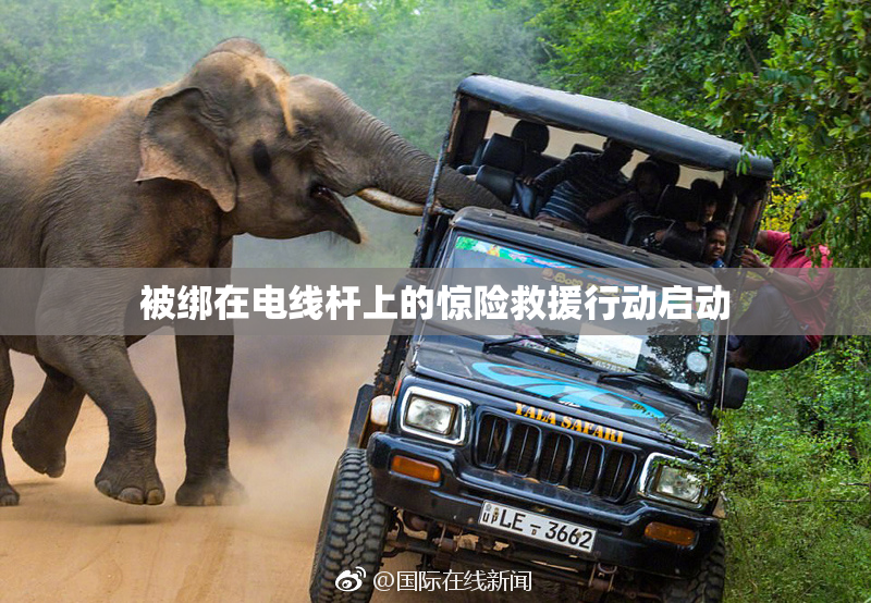被绑在电线杆上的惊险救援行动启动
