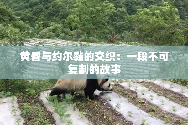 黄昏与约尔黏的交织：一段不可复制的故事