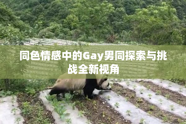 同色情感中的Gay男同探索与挑战全新视角
