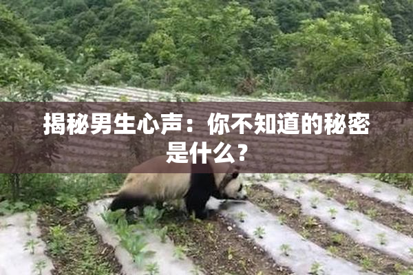 揭秘男生心声：你不知道的秘密是什么？