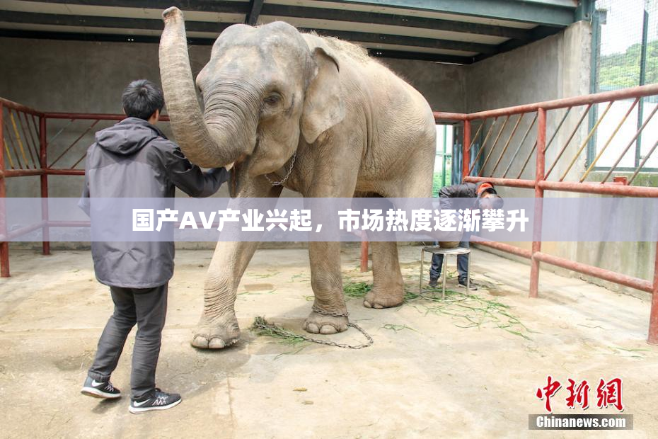 国产AV产业兴起，市场热度逐渐攀升