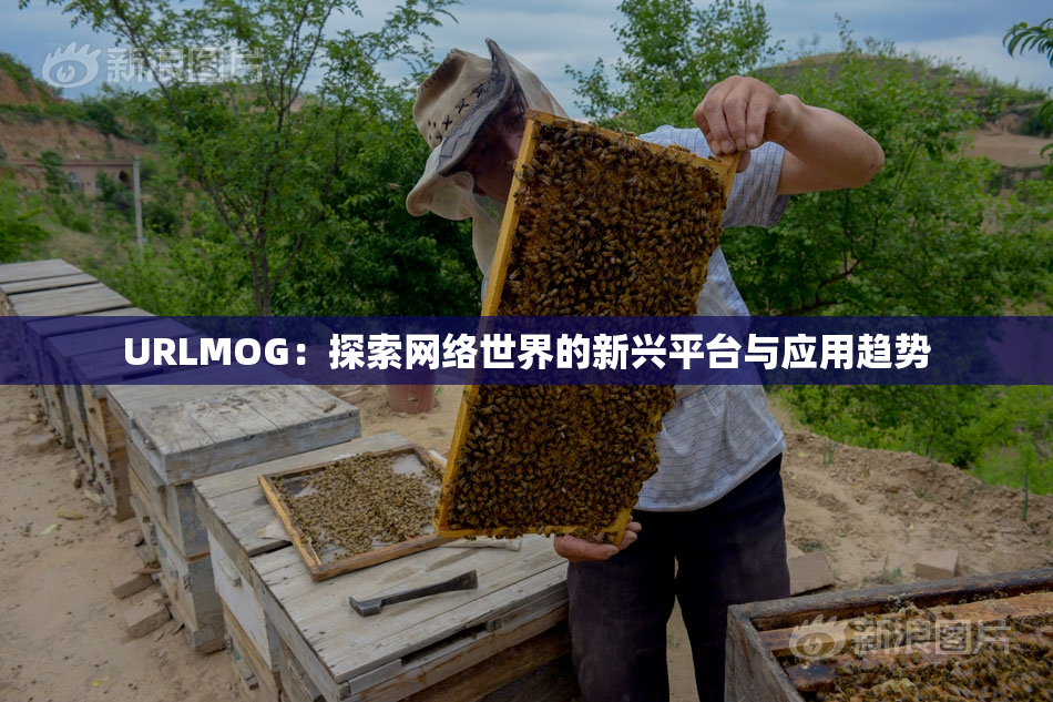URLMOG：探索网络世界的新兴平台与应用趋势
