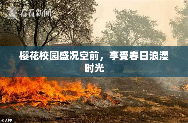樱花校园盛况空前，享受春日浪漫时光