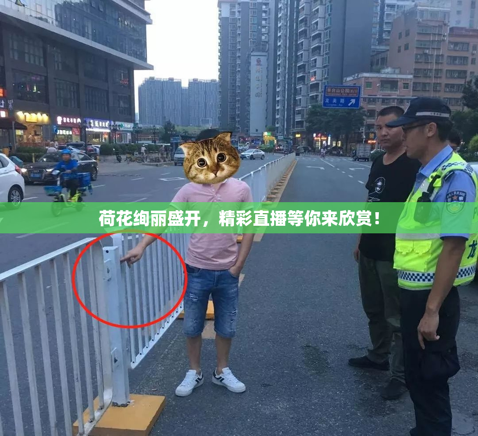 荷花绚丽盛开，精彩直播等你来欣赏！
