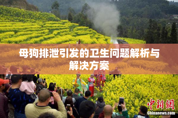 母狗排泄引发的卫生问题解析与解决方案