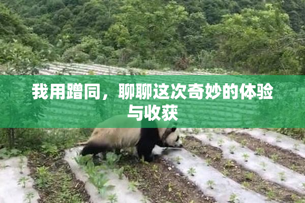 我用蹭同，聊聊这次奇妙的体验与收获