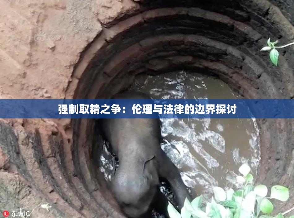 强制取精之争：伦理与法律的边界探讨