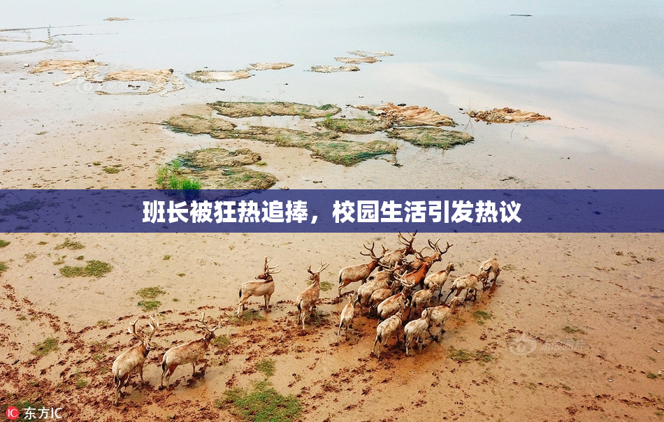 班长被狂热追捧，校园生活引发热议