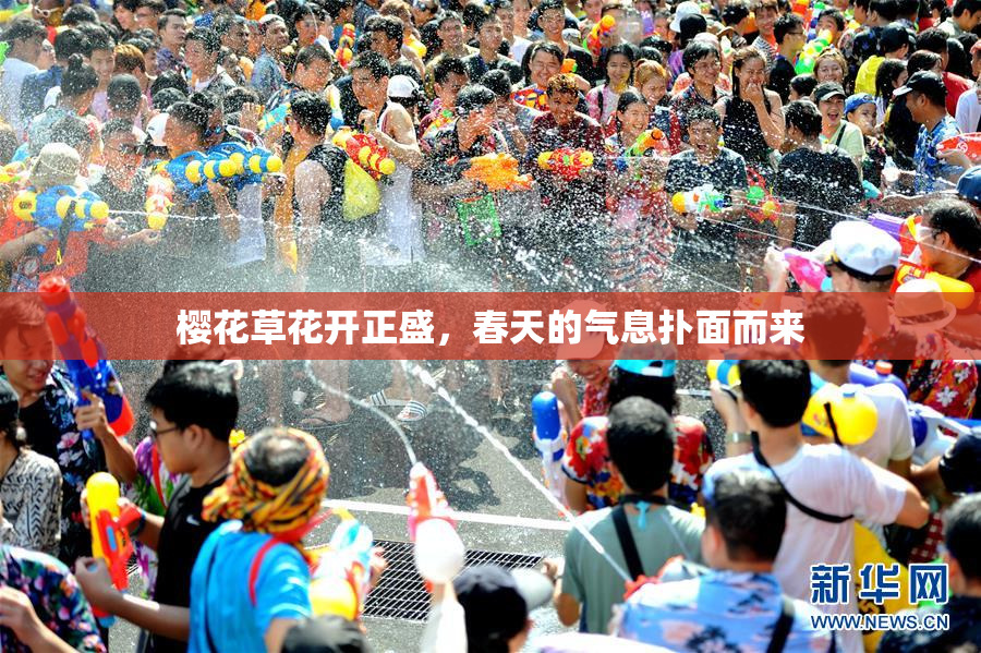 樱花草花开正盛，春天的气息扑面而来