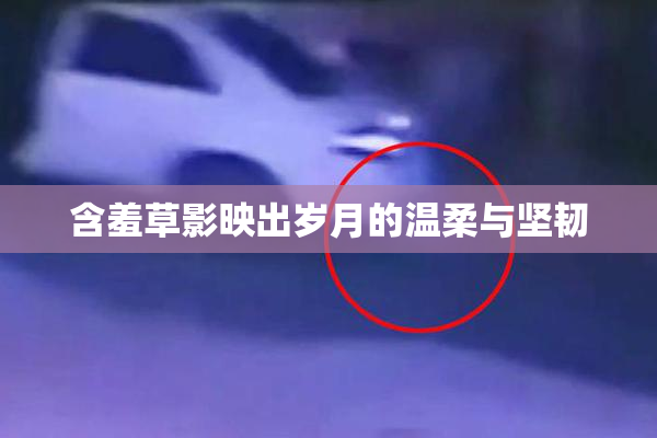含羞草影映出岁月的温柔与坚韧