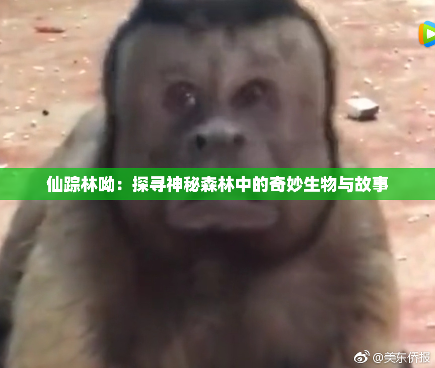 仙踪林呦：探寻神秘森林中的奇妙生物与故事