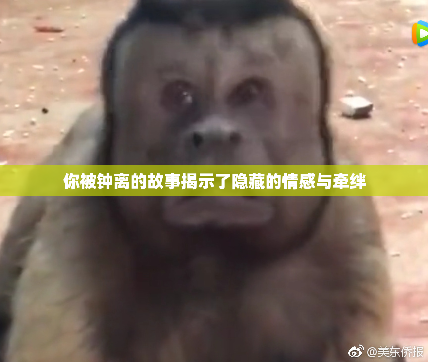 你被钟离的故事揭示了隐藏的情感与牵绊