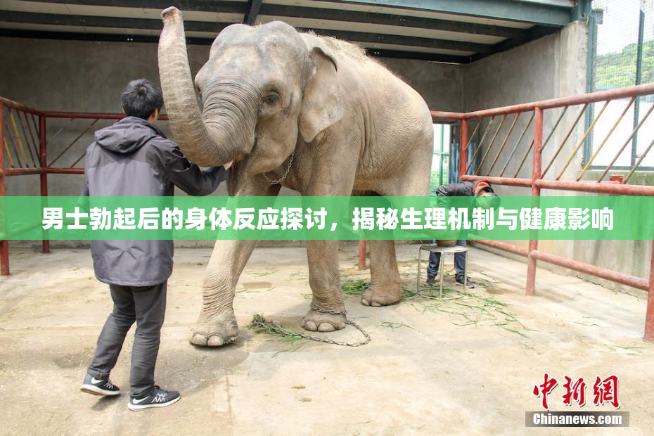 男士勃起后的身体反应探讨，揭秘生理机制与健康影响