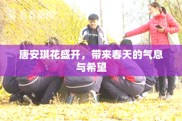 唐安琪花盛开，带来春天的气息与希望