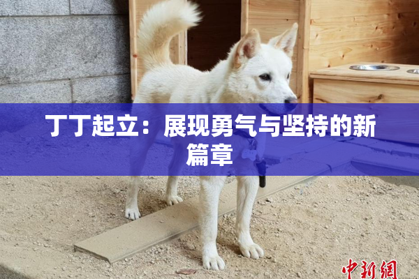 丁丁起立：展现勇气与坚持的新篇章