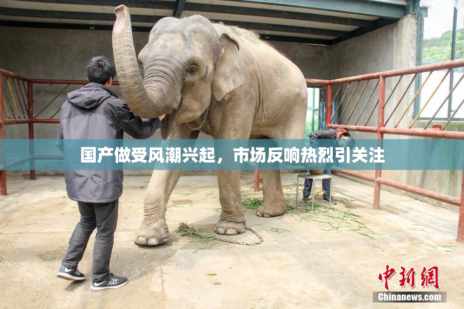 国产做受风潮兴起，市场反响热烈引关注