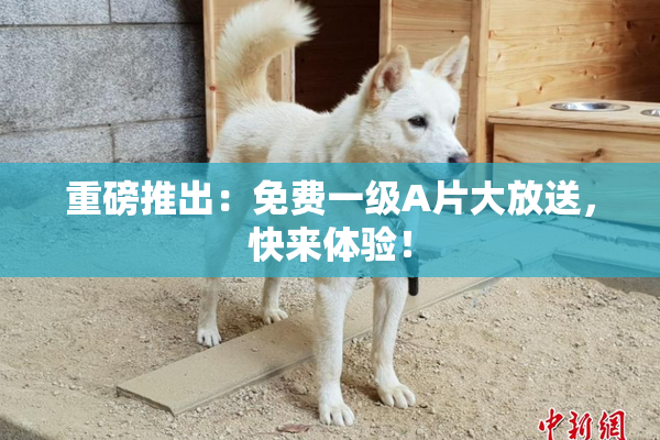 重磅推出：免费一级A片大放送，快来体验！