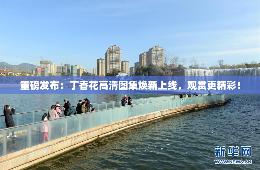 重磅发布：丁香花高清图集焕新上线，观赏更精彩！