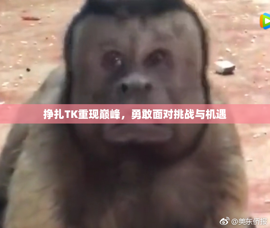 挣扎TK重现巅峰，勇敢面对挑战与机遇