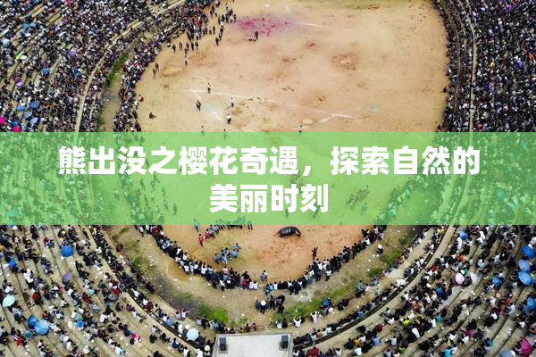 熊出没之樱花奇遇，探索自然的美丽时刻