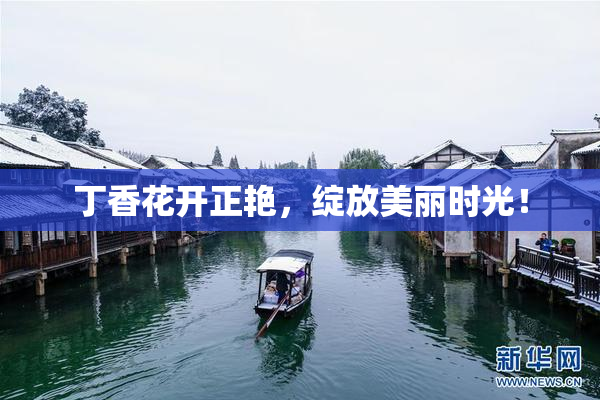 丁香花开正艳，绽放美丽时光！