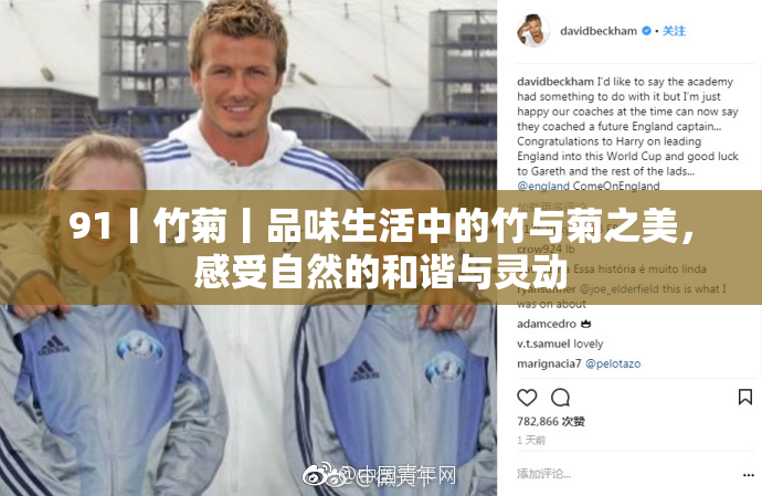 91丨竹菊丨品味生活中的竹与菊之美，感受自然的和谐与灵动