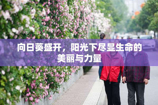 向日葵盛开，阳光下尽显生命的美丽与力量