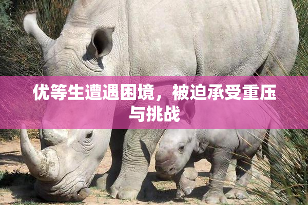 优等生遭遇困境，被迫承受重压与挑战