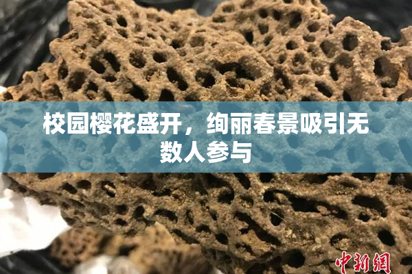 校园樱花盛开，绚丽春景吸引无数人参与