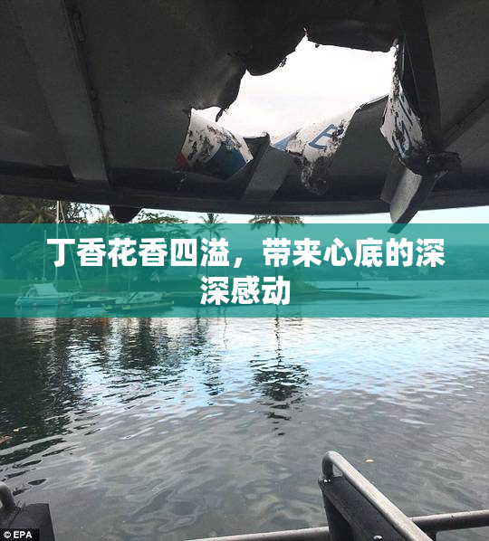 丁香花香四溢，带来心底的深深感动