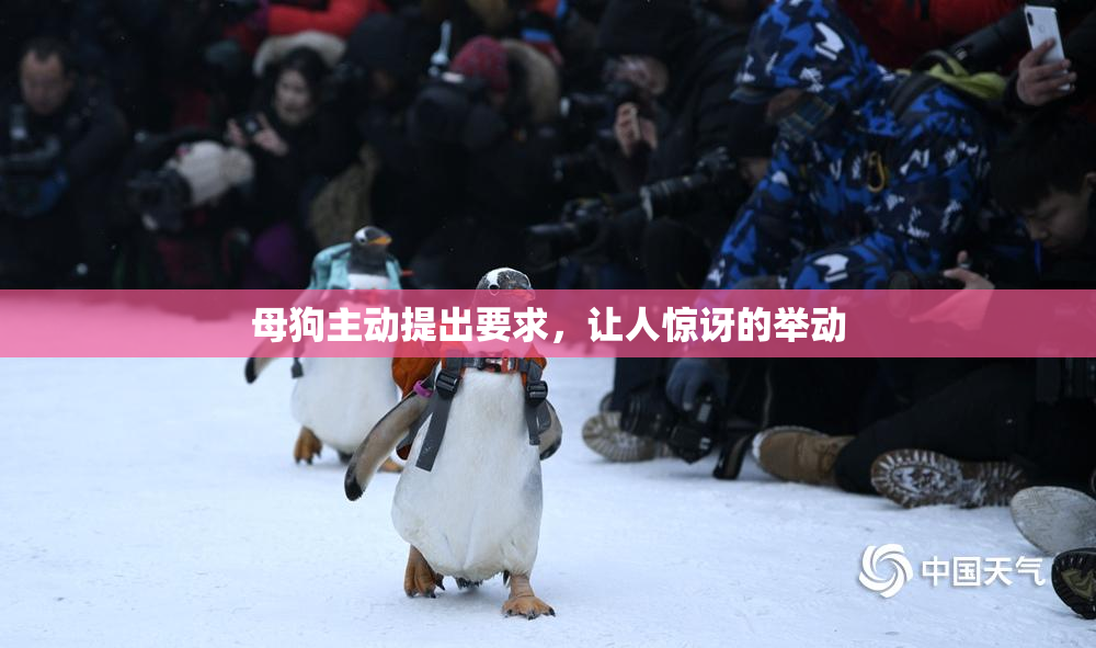 母狗主动提出要求，让人惊讶的举动