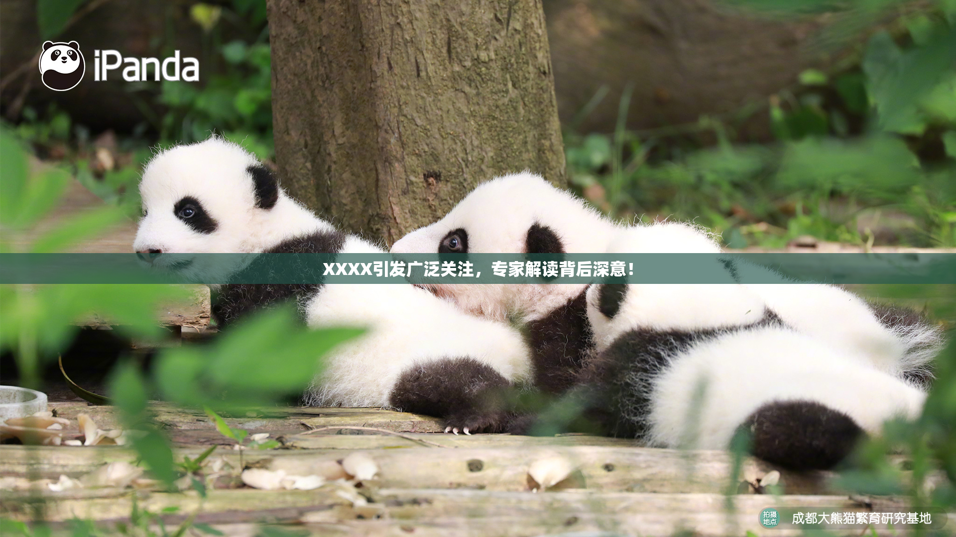 XXXX引发广泛关注，专家解读背后深意！