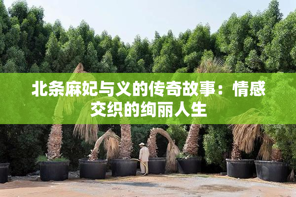 北条麻妃与义的传奇故事：情感交织的绚丽人生