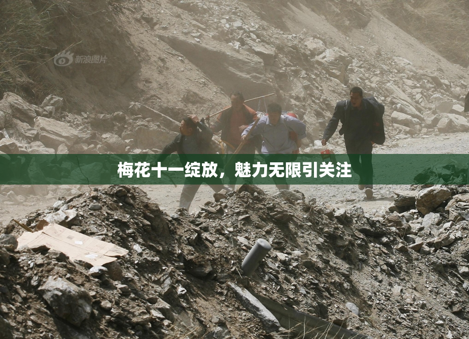 梅花十一绽放，魅力无限引关注
