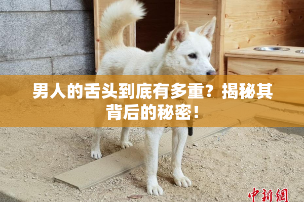 男人的舌头到底有多重？揭秘其背后的秘密！